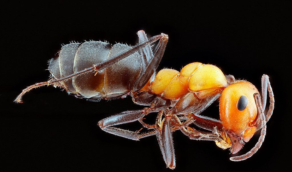 Ant Control service in Omaha, NE