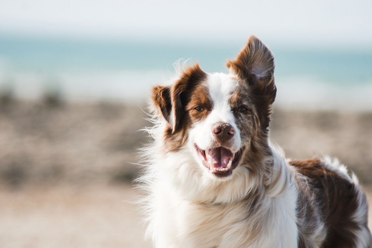 Flea & Tick Control service in Omaha, NE