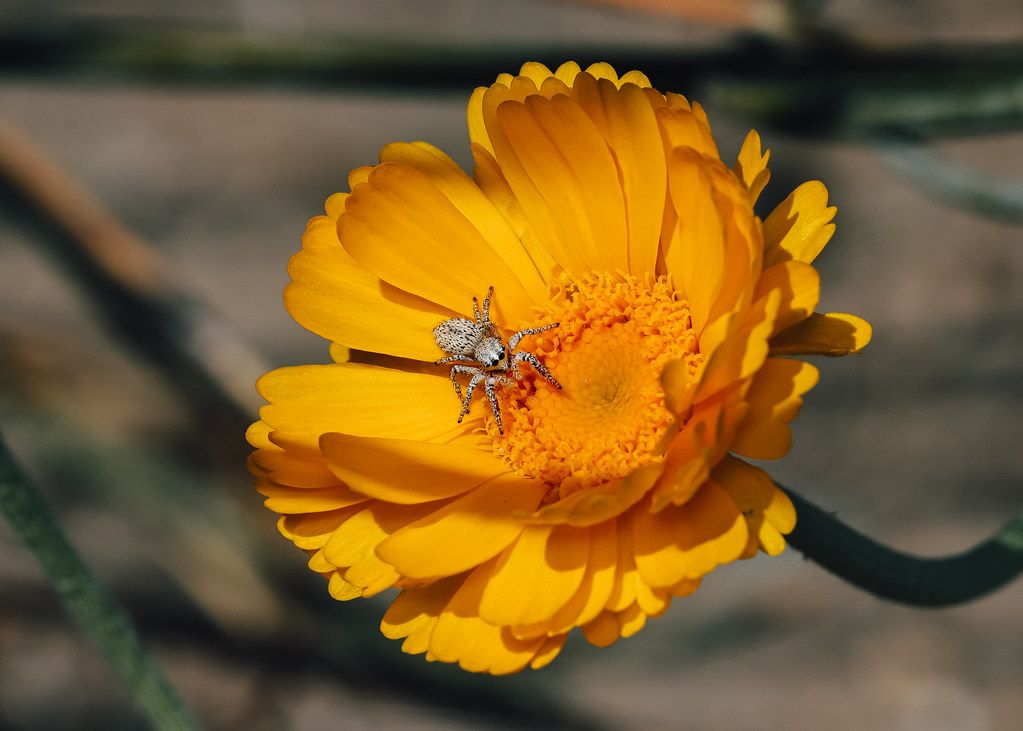 Spider Control service in Omaha, NE